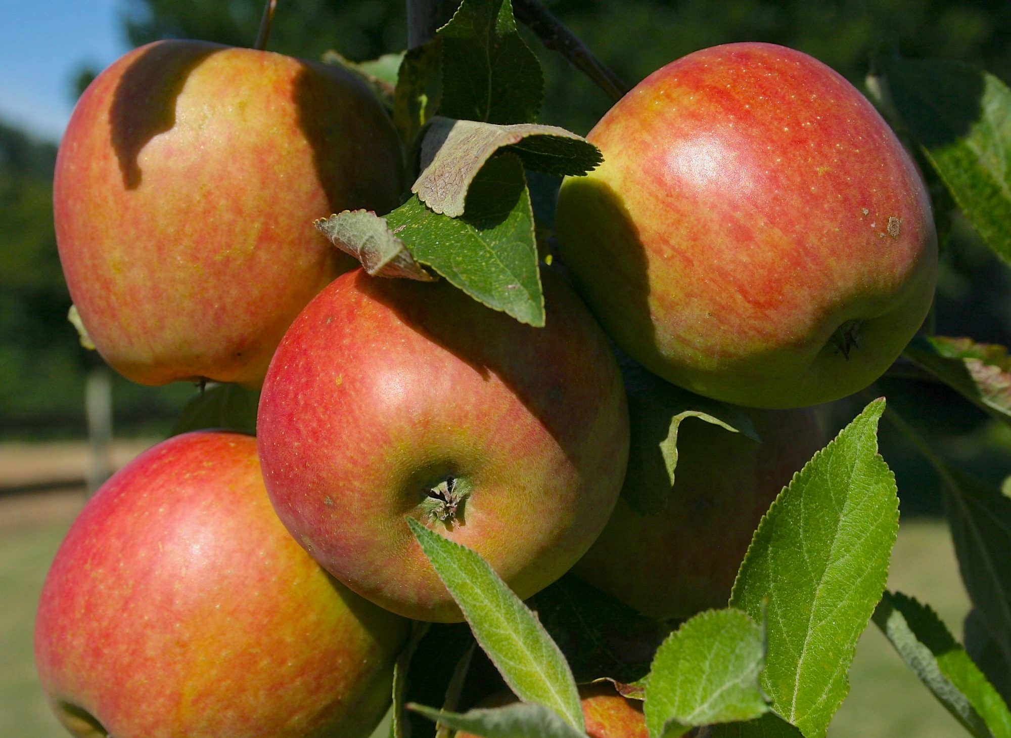 Apple Cox's Orange Pippin Fruit Trees for Sale - Hopes Grove Nurseries