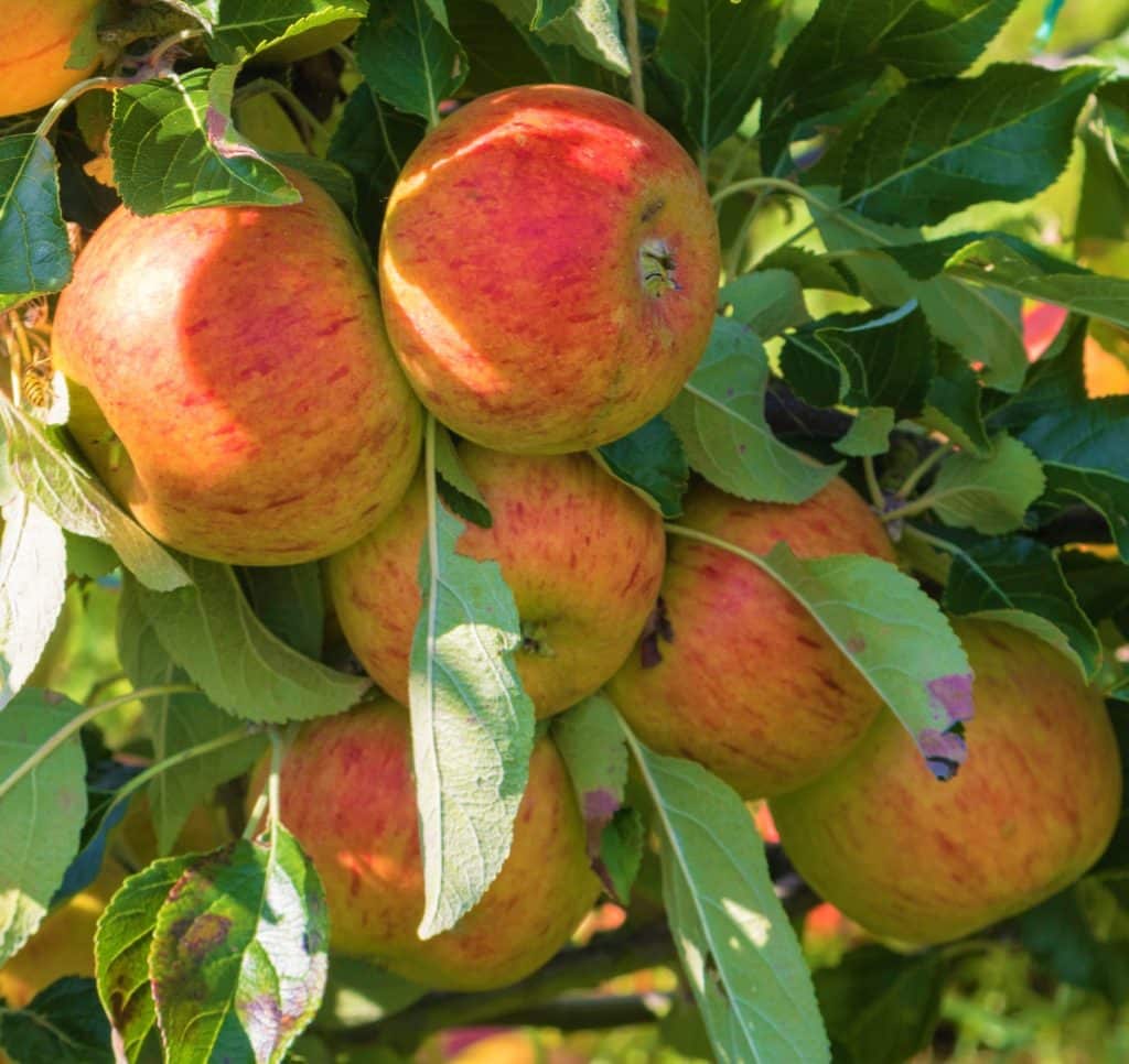 Apple Cox's Orange Pippin Fruit Trees for Sale - Hopes Grove Nurseries