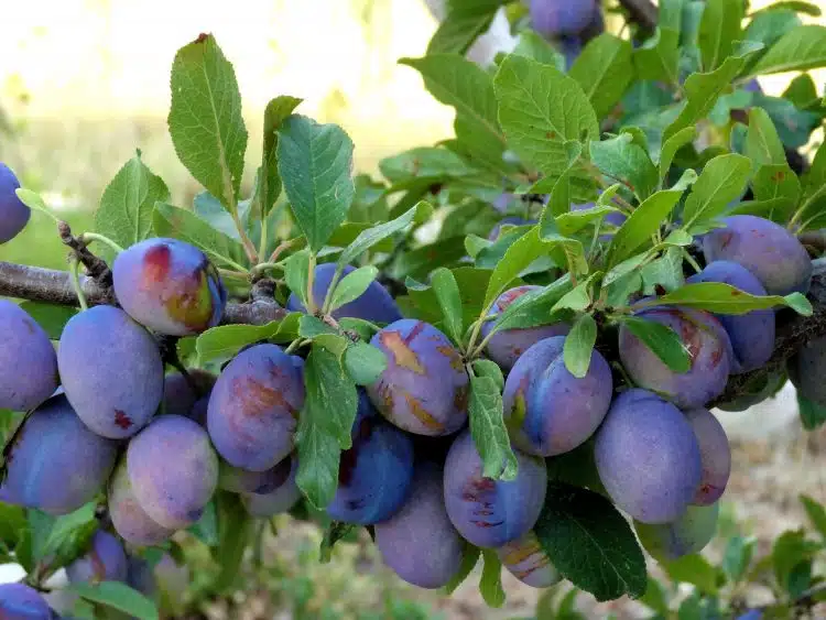 buy Merryweather Damson trees online