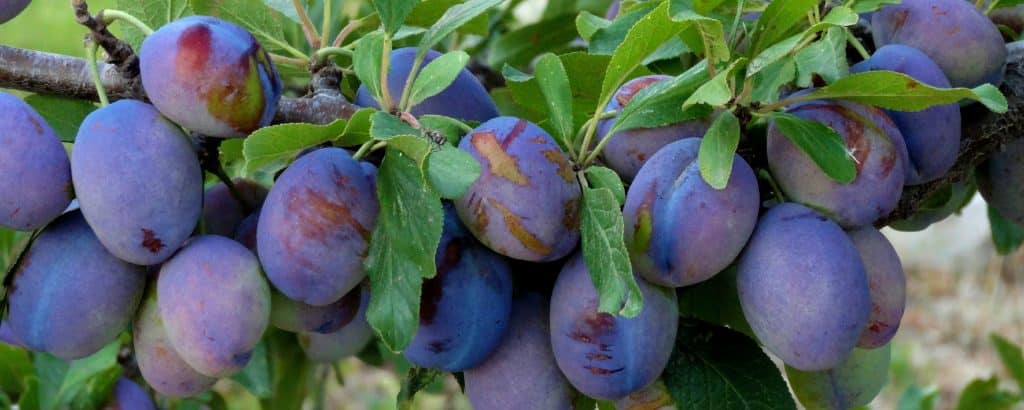 Damson Trees for Sale - Buy Damson Fruit Trees - Hopes ...