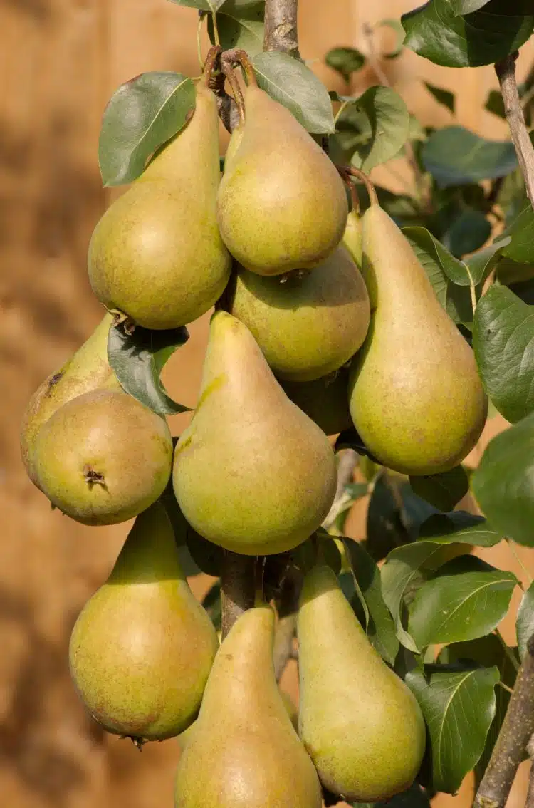 Buy Concorde Pear Trees