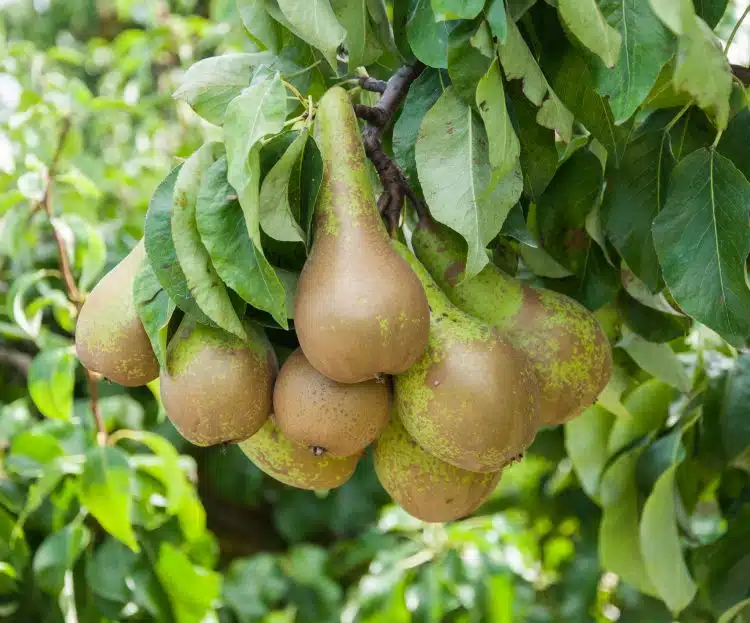 Buy Conference Pear Trees