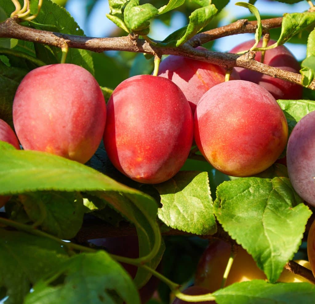 Victoria Plum Trees for sale Hopes Grove Nurseries