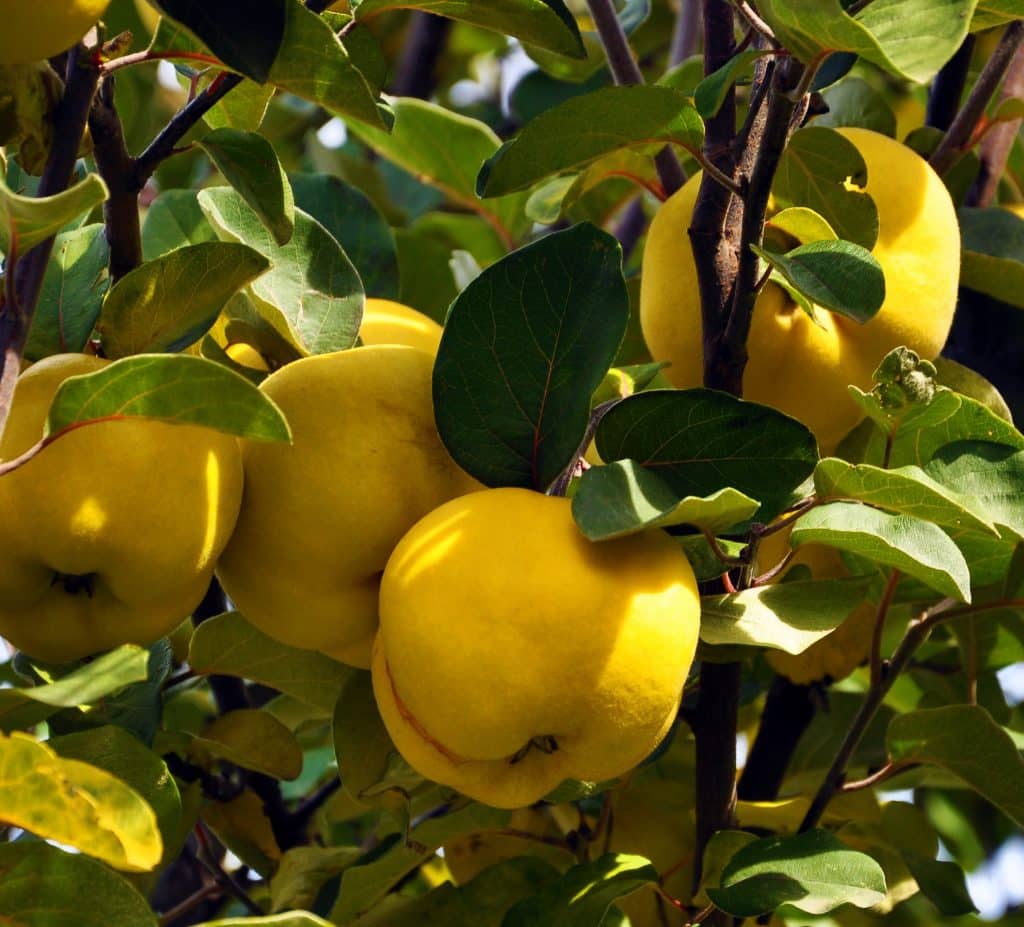 Quince Fruit Tree