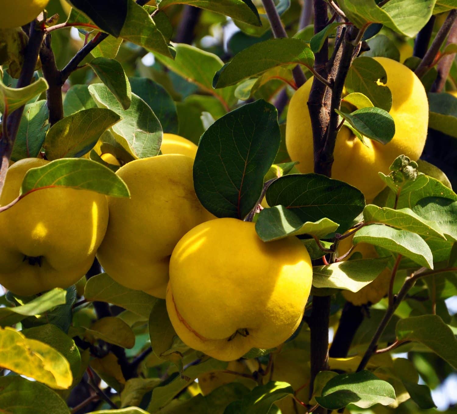 Quince Trees for Sale Buy Quince Trees Online Hopes Grove Nurseries