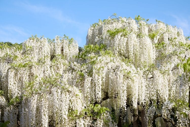 Buy Wisteria Floribunda Alba | White Japanese Wisteria Ornamental Trees