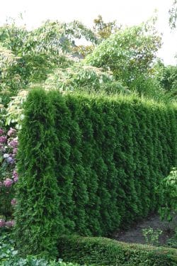 Buy Thuja Smaragd Hedging | Thuja Occidentalis Smaragd Hedge Plants ...