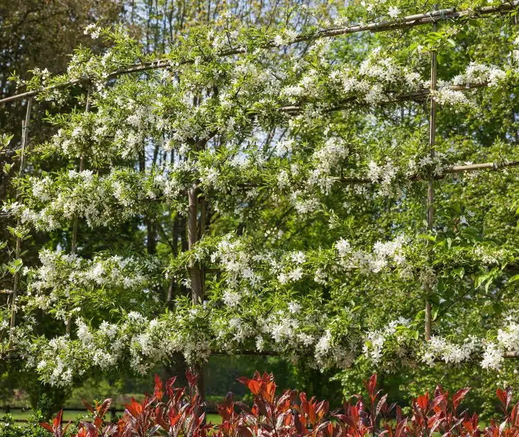 pleached ornamental pear Pyrus calleryana Chanticleer