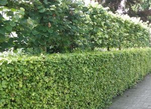 Pleached Lime Trees - Tilia x europaea 'Pallida' - Hopes Grove Nurseries