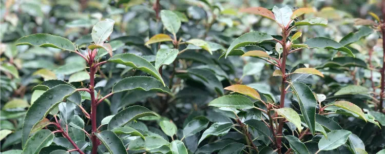 Pleached Portugal Laurel trees Prunus lusitanica Angustifolia