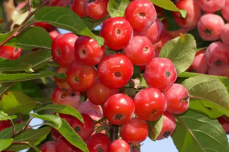 Close up of red Crabapple on pleached Red Sentinel Crabapple tree Malus Red Sentinel