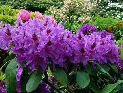 Hybrid Rhododendron Lees Dark Purple Azaleas & Rhododendrons - Hopes ...