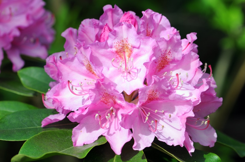 Hybrid Rhododendron Ponticum Roseum Elegans Azaleas & Rhododendrons ...