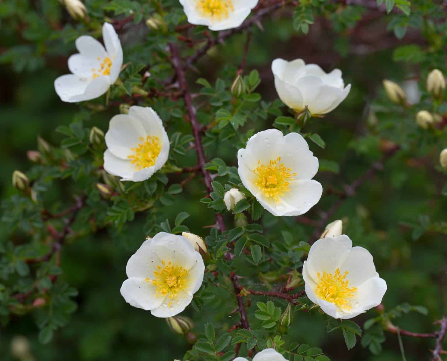 Buy Rosa Spinosissima Hedges - Pimpinellifolia or Rose Scotch Hedging ...