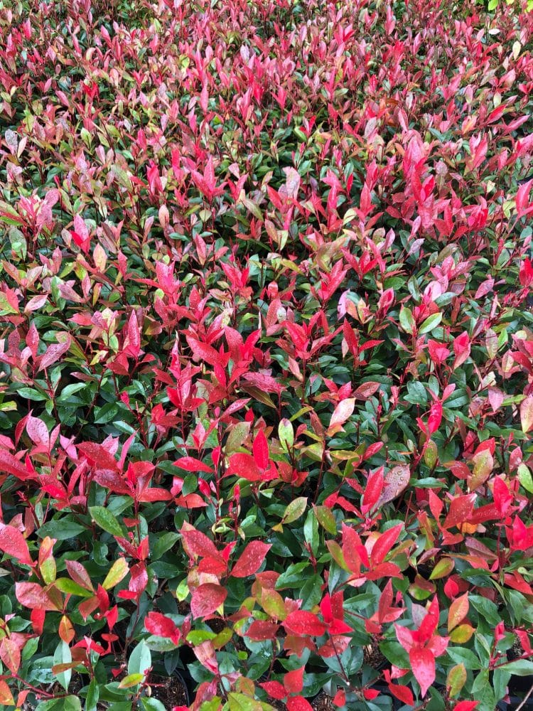 Photinia Carre Rouge Hedging - Hopes Grove Nurseries