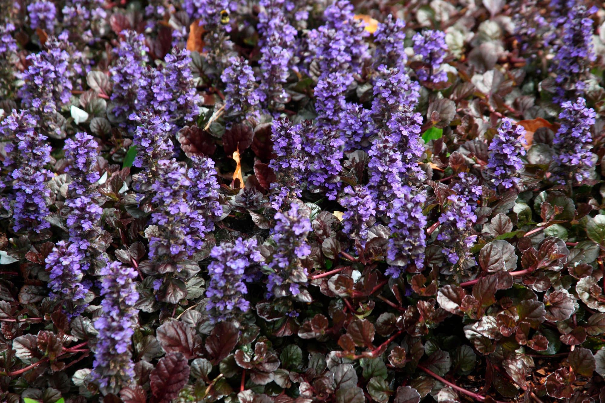 Ajuga Black Scallop - Bugle Ground Cover - Hopes Grove Nurseries