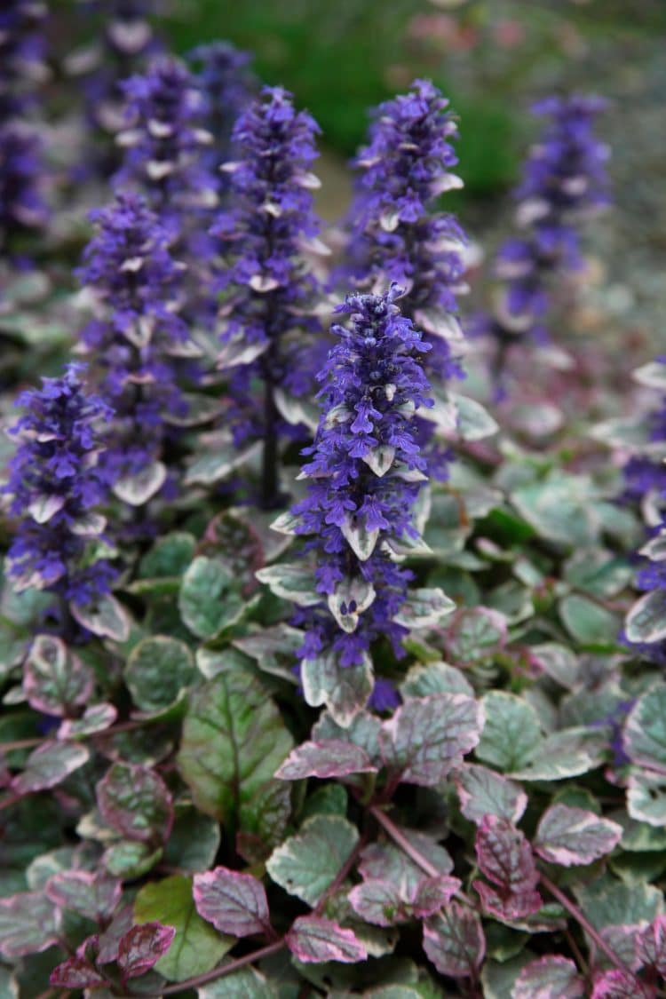 Ajuga Ground Cover Plants - Bugle Ground Cover - Hopes Grove Nursery