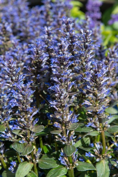 Ajuga Ground Cover Plants - Bugle Ground Cover - Hopes Grove Nursery