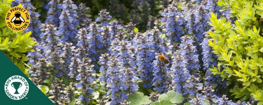 Ajuga Ground Cover Plants - Bugle Ground Cover - Hopes Grove Nursery