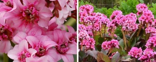 Bergenia Ground Cover Elephants Ears Hopes Grove Nurseries