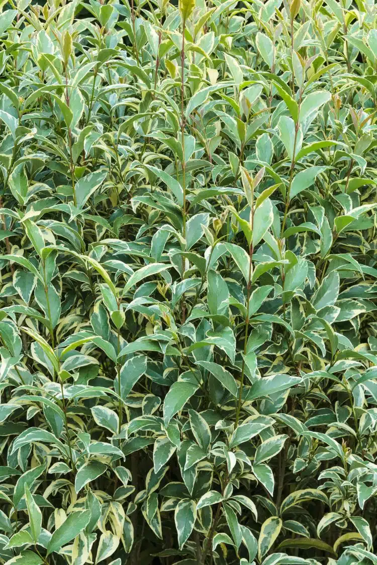 HEDGE OF SILVER PRIVET LIGUSTRUM OVALIFOLIUM ARGENTEUM