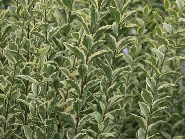 LEAF DETAIL OF SILVER PRIVET LIGUSTRUM OVALIFOLIUM ARGENTEUM