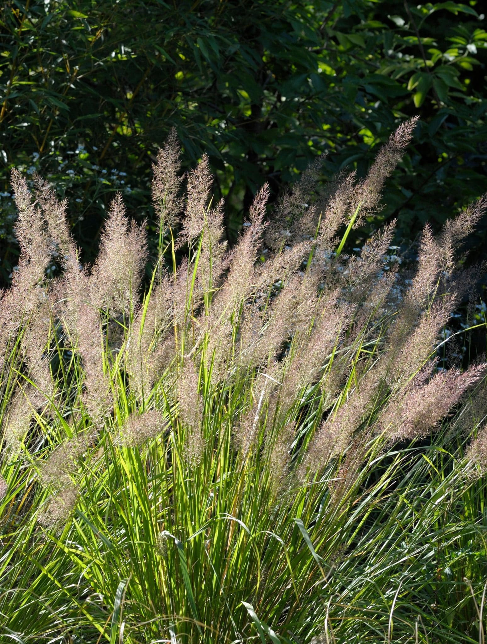 Calamagrostis Brachytricha Korean Feather Reed Grass Hopes Grove