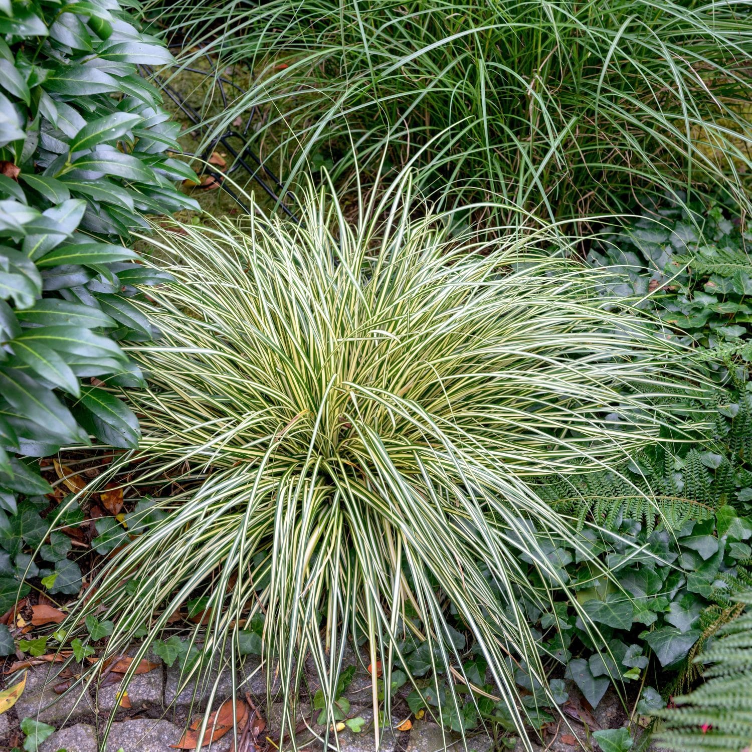 Carex Grasses - Sedge Grasses - Hopes Grove Nurseries