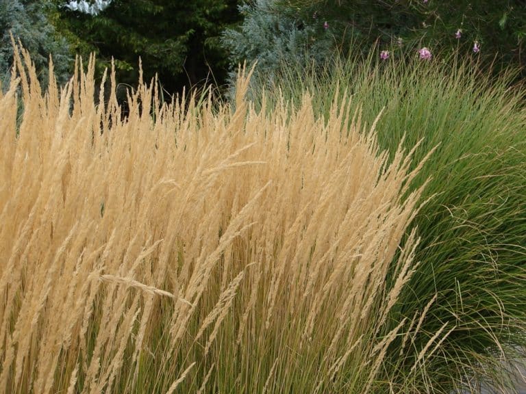 Calamagrostis acutiflora Overdam - Feather Reed Grass - Hopes Grove