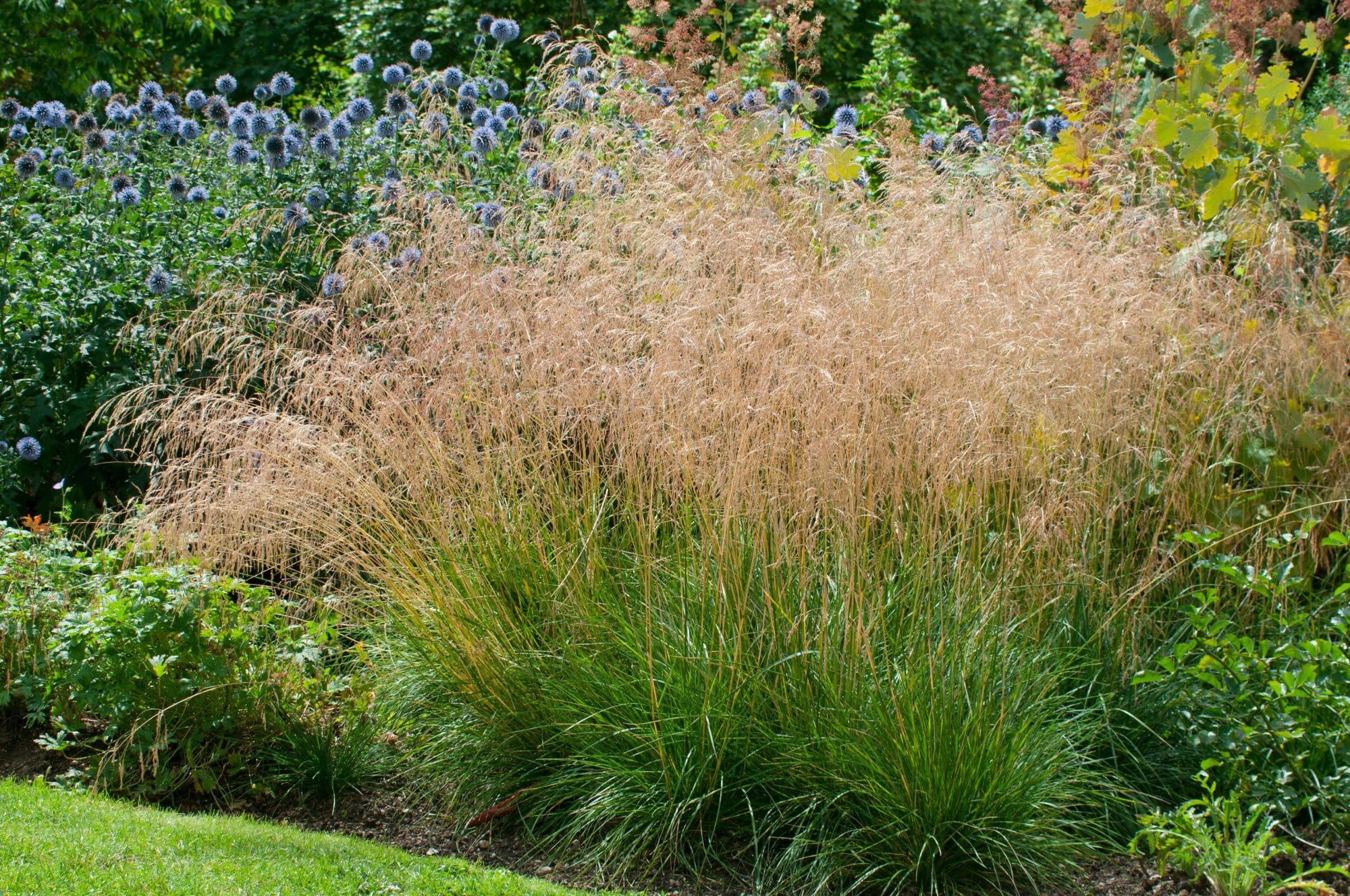 Deschampsia cespitosa - Tufted Hair Grass - Hopes Grove Nurseries