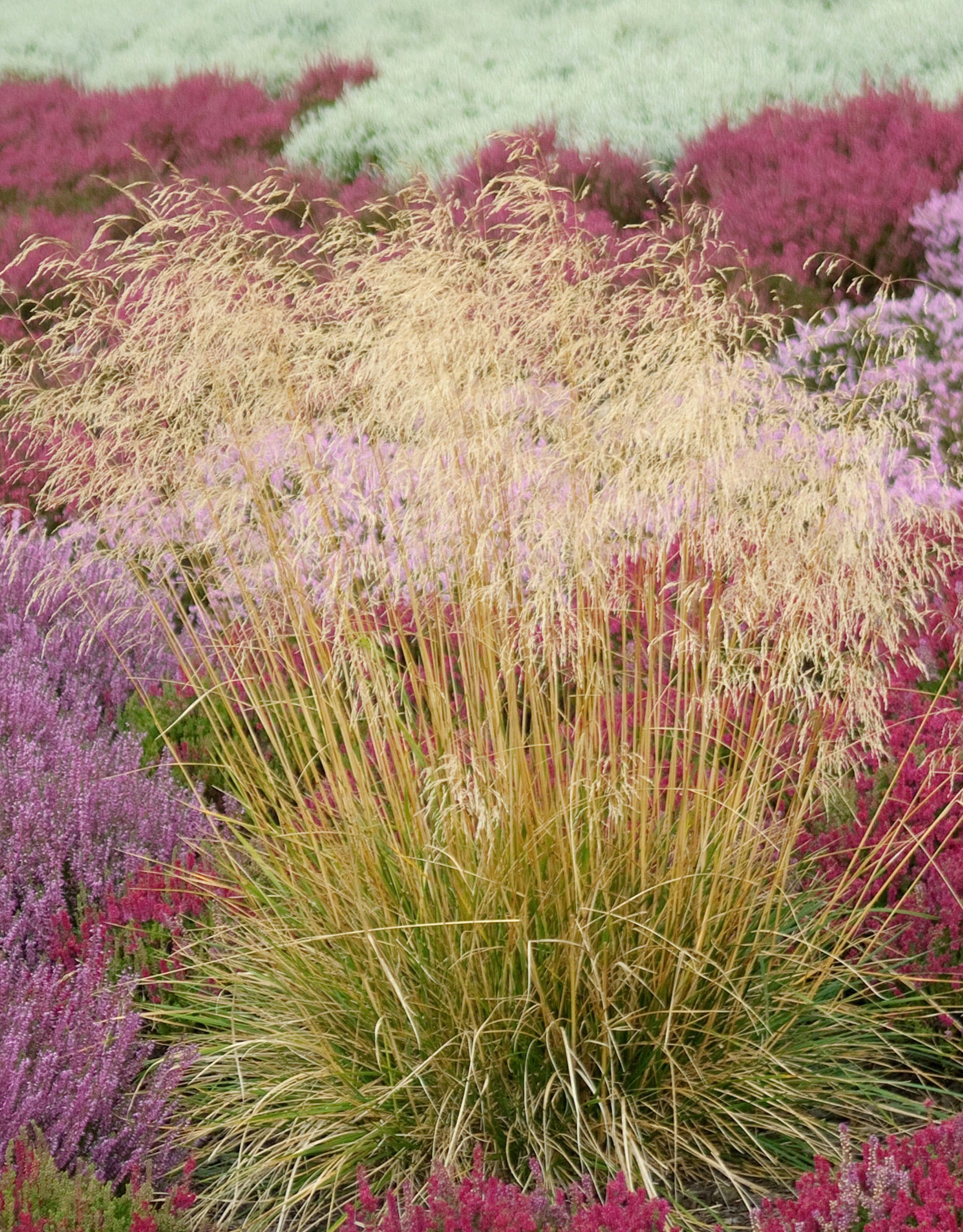 Deschampsia cespitosa - Tufted Hair Grass - Hopes Grove Nurseries