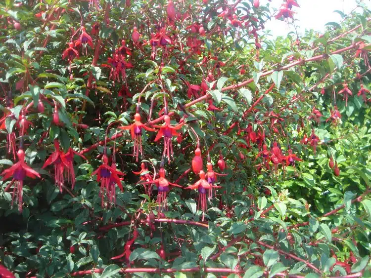 HARDY FUCHSIA MAGELLANICA RICCARTONII HEDGING PLANTS IN FLOWER