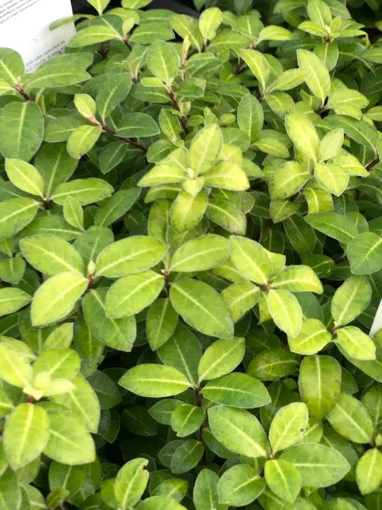 PITTOSPORUM GOLD BALL HEDGING PLANT LEAF DETAIL