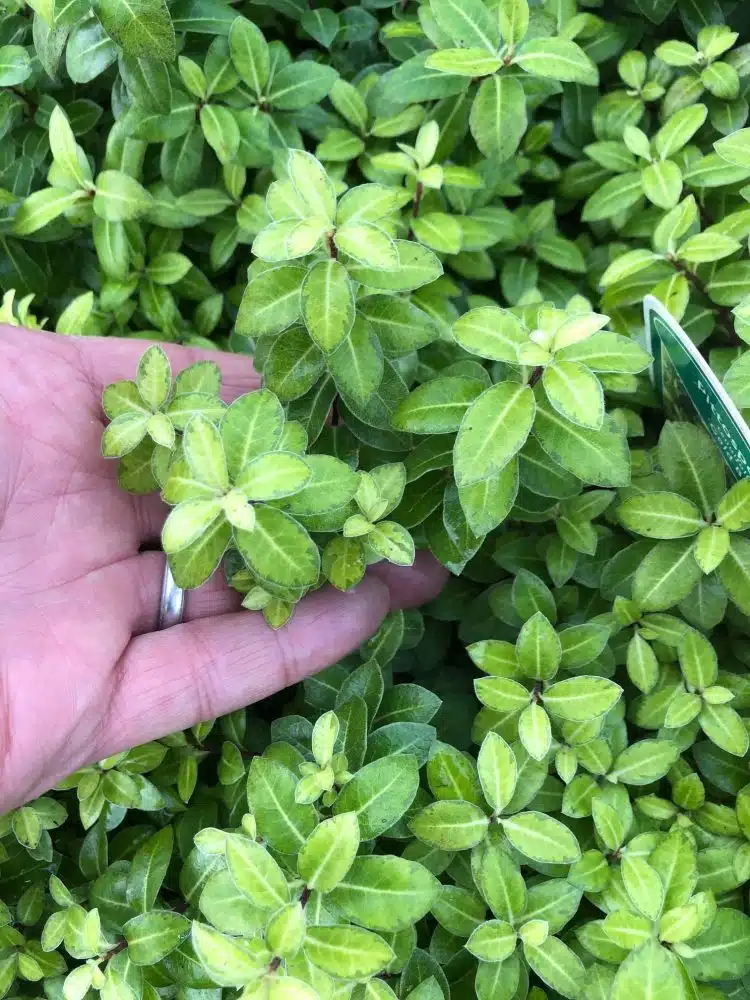 CLOSE UP OF FOLIAGE ON PITTOSPORUM GOLD BALL SHRUB