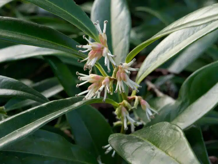 SARCOCOCCA HUMILIS SHRUB IN FLOWER