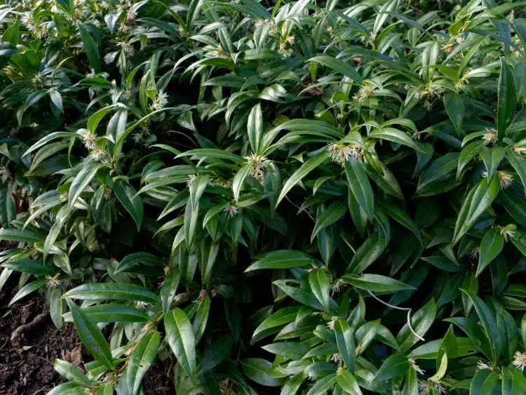 MATURE SACOCOCCA HUMILIS SWEET BOX SHRUB