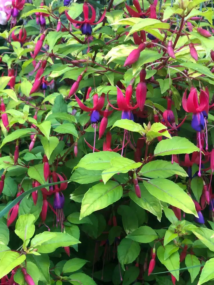 HARDY FUCHSIA GENII GROWN AS A HEDGE