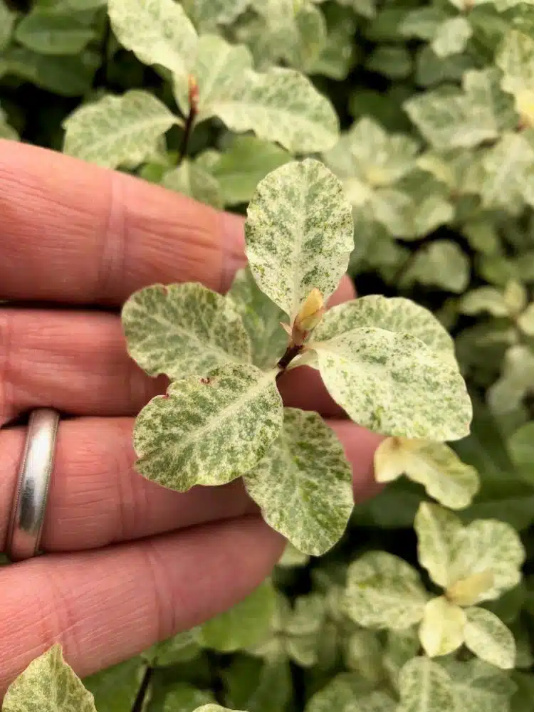 LEAF DETAIL OF PITTOSPORUM IRENE PATTERSON HEDGE PLANTS