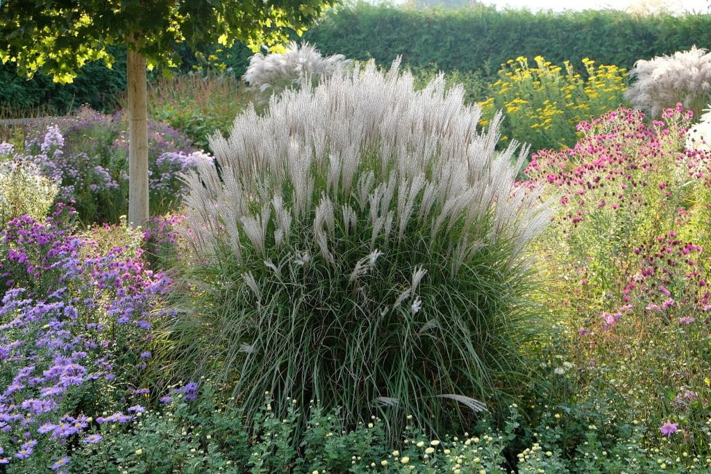 Miscanthus sinensis Kleine Silberspinne - Chinese Silver Grass - Hopes ...