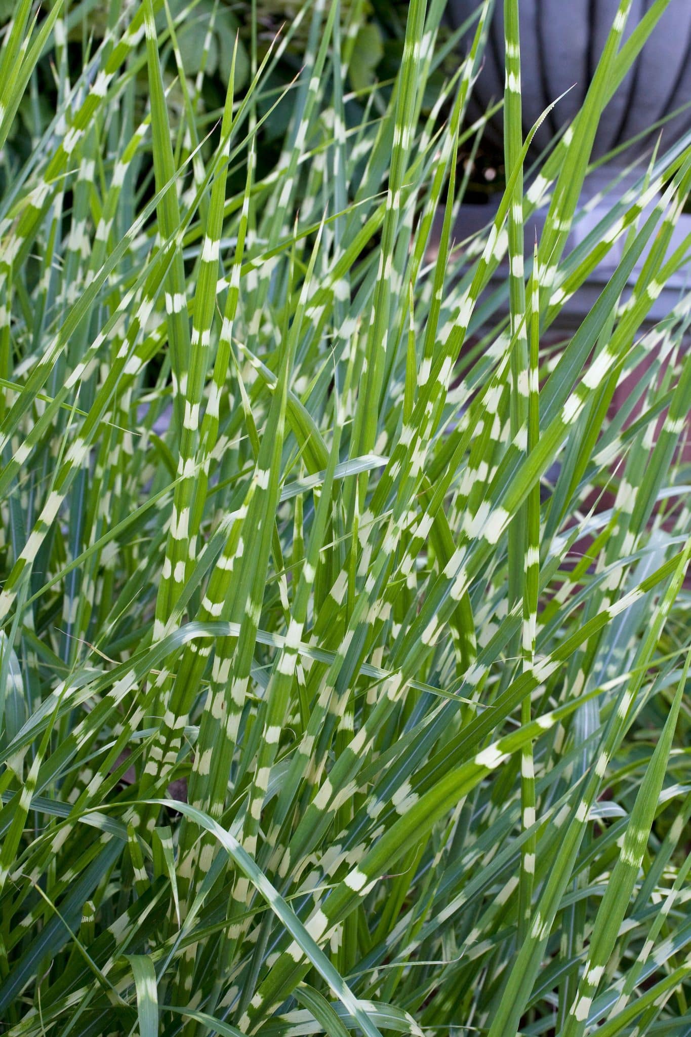 Miscanthus sinensis Strictus - Zebra Grass - Hopes Grove Nurseries