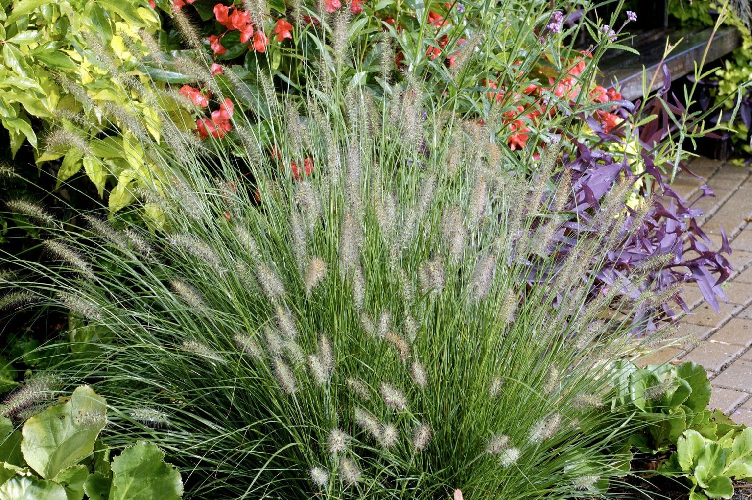 Pennisetum alopecuroides Little Bunny - Dwarf Fountain Grass - Hopes Grove