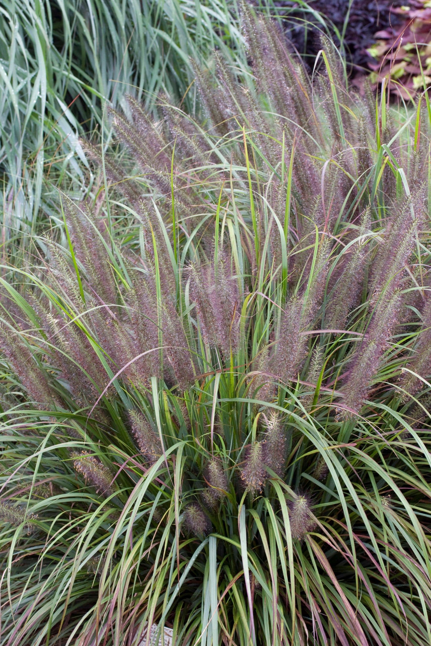 Pennisetum Grasses - Fountain Grass - Hopes Grove Nurseries