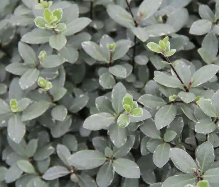 PITTOSPORUM SILVER BALL FOLIAGE DETAIL