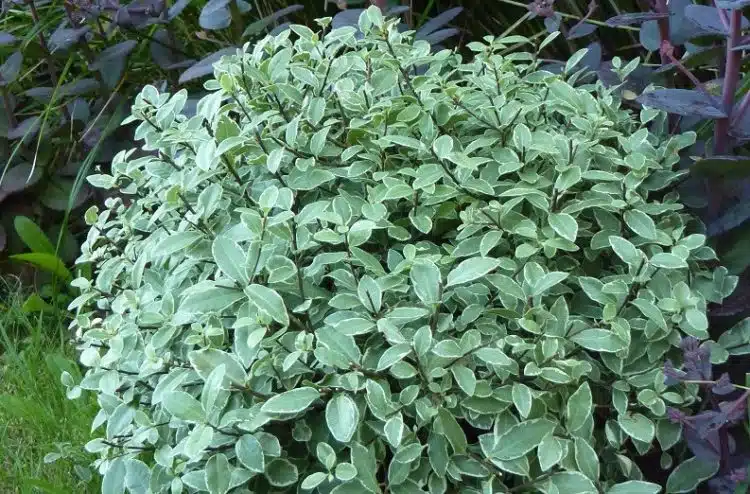 BALL SHAPED SHRUB OF PITTOSPORUM SILVER BALL