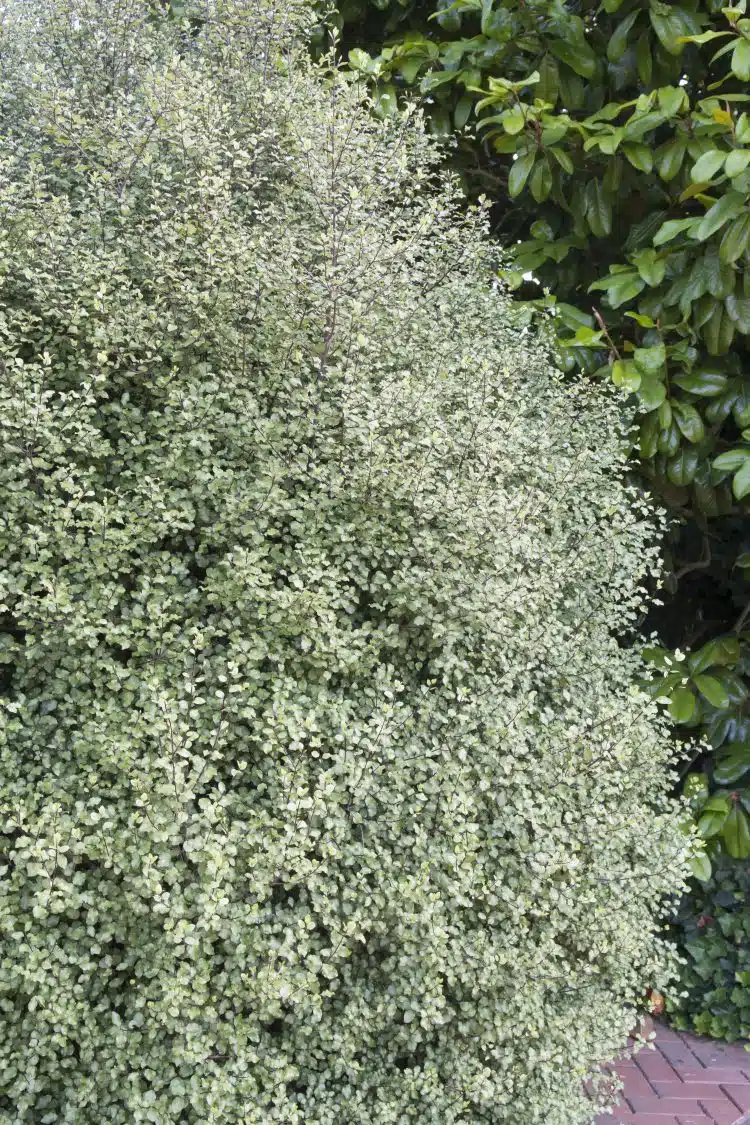 HEDGE OF PITTOSPORUM SILVER SHEEN