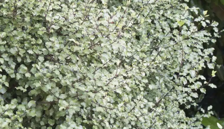 FOLIAGE OF PITTOSPORUM SILVER SHEEN HEDGE SHRUB