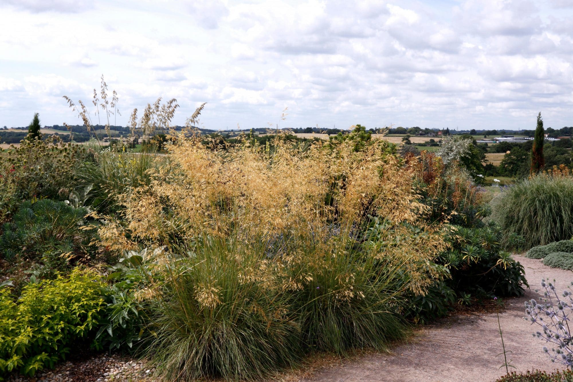 Stipa gigantea - Giant Oat Grass - Hopes Grove Nurseries