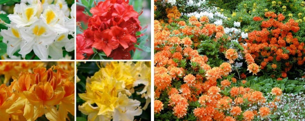 Buy Azaleas and Rhododendrons - Azalea & Rhododendron Plants