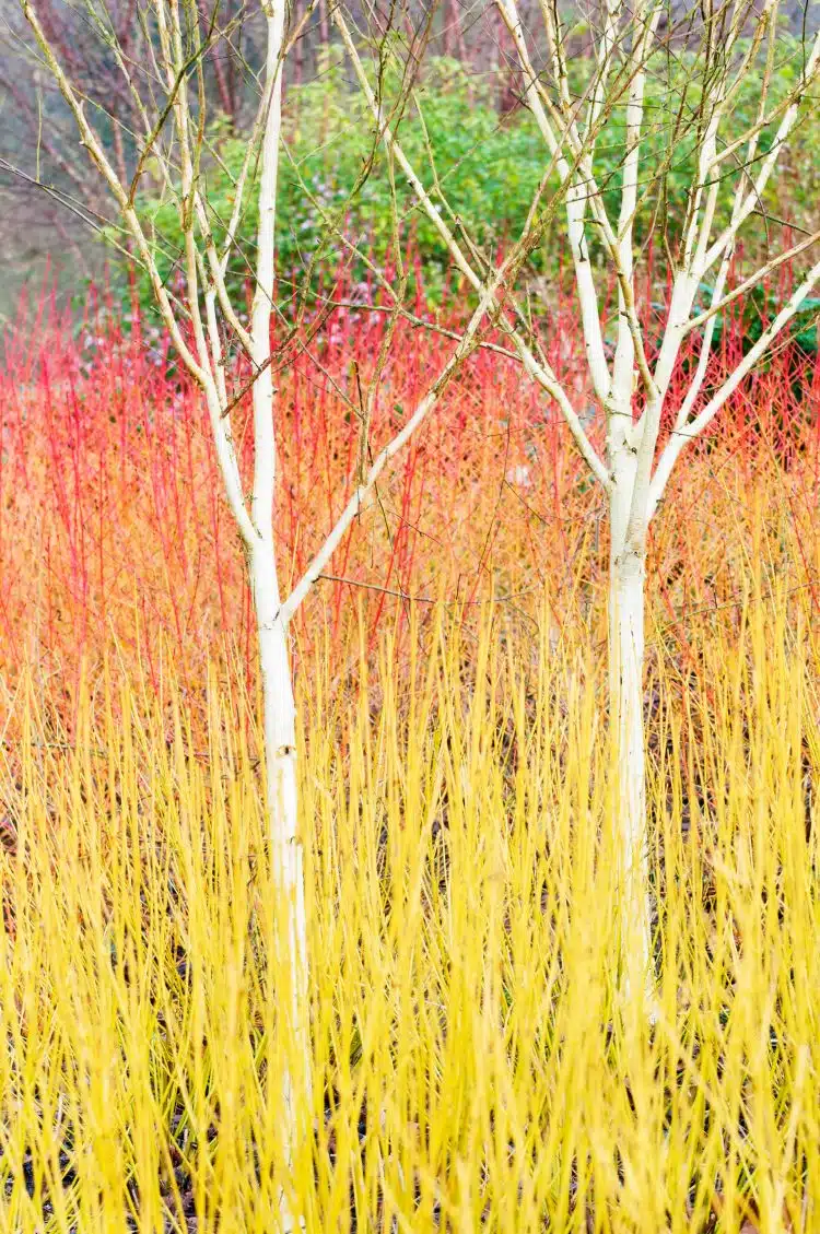 WINTER STEMS OF DOGWOOD ANNYS WINTER ORANGE HEDGING PLANTS