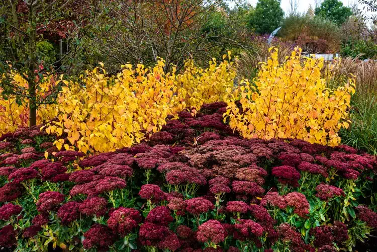 GOLDEN AUTUMN FOLIAGE OF DOGWOOD ANNYS WINTER ORANGE